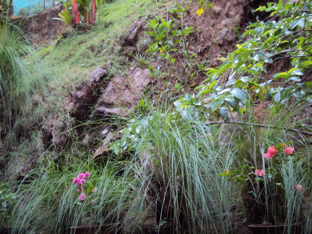 Araliya Home Stay แคนดี้ ภายนอก รูปภาพ