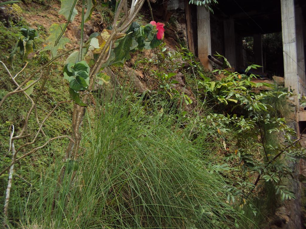 Araliya Home Stay แคนดี้ ภายนอก รูปภาพ